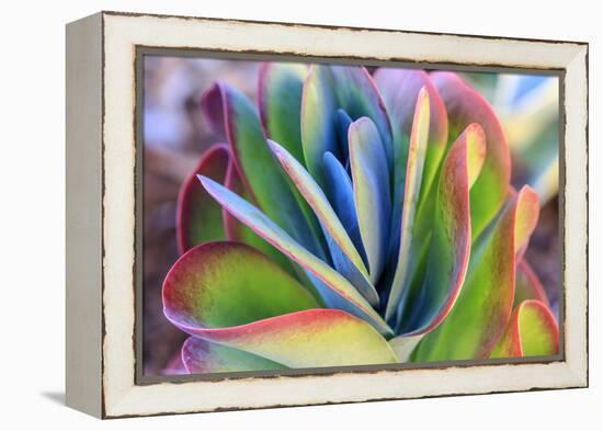 Close-up of succulent plants, San Diego, California, USA.-Stuart Westmorland-Framed Premier Image Canvas