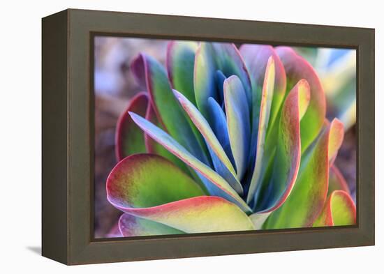 Close-up of succulent plants, San Diego, California, USA.-Stuart Westmorland-Framed Premier Image Canvas