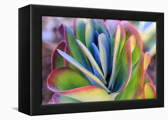 Close-up of succulent plants, San Diego, California, USA.-Stuart Westmorland-Framed Premier Image Canvas