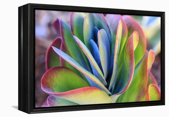 Close-up of succulent plants, San Diego, California, USA.-Stuart Westmorland-Framed Premier Image Canvas