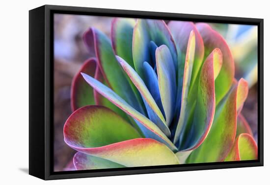 Close-up of succulent plants, San Diego, California, USA.-Stuart Westmorland-Framed Premier Image Canvas