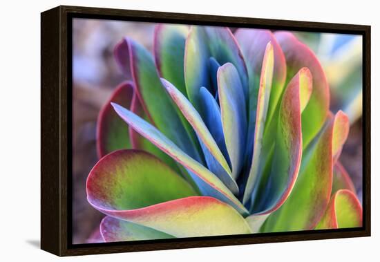 Close-up of succulent plants, San Diego, California, USA.-Stuart Westmorland-Framed Premier Image Canvas