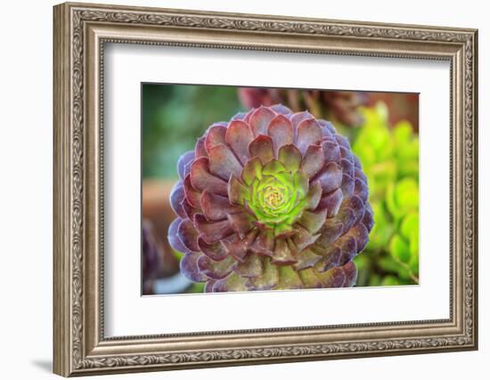 Close-up of succulent plants, San Diego, California, USA.-Stuart Westmorland-Framed Photographic Print