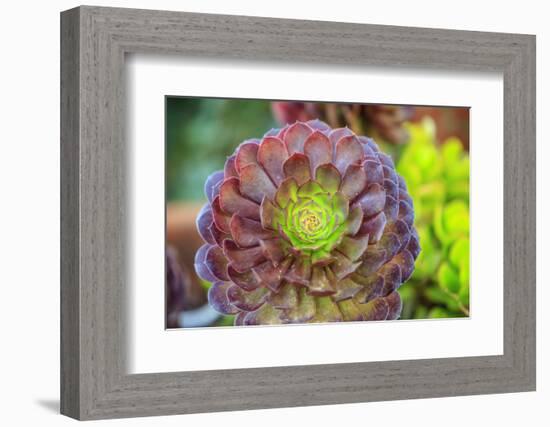 Close-up of succulent plants, San Diego, California, USA.-Stuart Westmorland-Framed Photographic Print