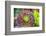 Close-up of succulent plants, San Diego, California, USA.-Stuart Westmorland-Framed Photographic Print