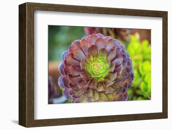 Close-up of succulent plants, San Diego, California, USA.-Stuart Westmorland-Framed Photographic Print