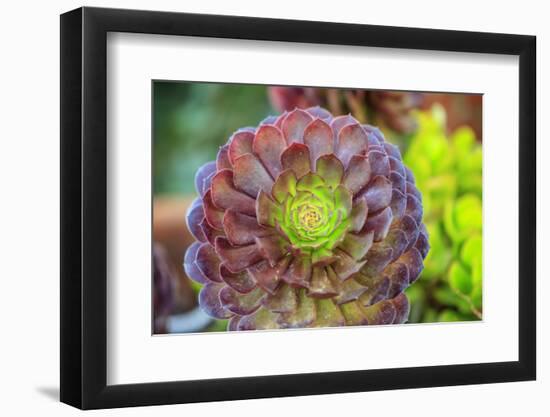 Close-up of succulent plants, San Diego, California, USA.-Stuart Westmorland-Framed Photographic Print