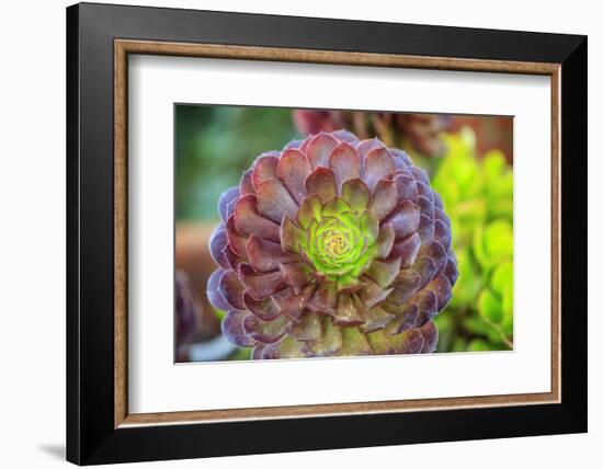 Close-up of succulent plants, San Diego, California, USA.-Stuart Westmorland-Framed Photographic Print