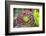 Close-up of succulent plants, San Diego, California, USA.-Stuart Westmorland-Framed Photographic Print