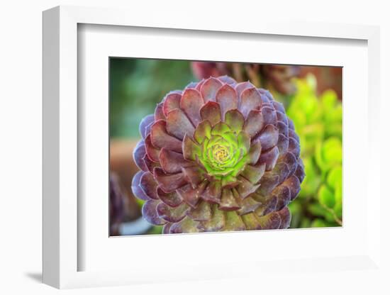 Close-up of succulent plants, San Diego, California, USA.-Stuart Westmorland-Framed Photographic Print