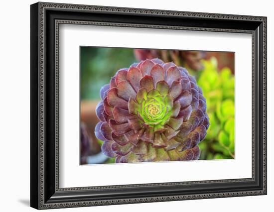 Close-up of succulent plants, San Diego, California, USA.-Stuart Westmorland-Framed Photographic Print