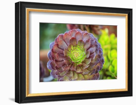 Close-up of succulent plants, San Diego, California, USA.-Stuart Westmorland-Framed Photographic Print