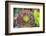 Close-up of succulent plants, San Diego, California, USA.-Stuart Westmorland-Framed Photographic Print