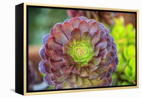 Close-up of succulent plants, San Diego, California, USA.-Stuart Westmorland-Framed Premier Image Canvas