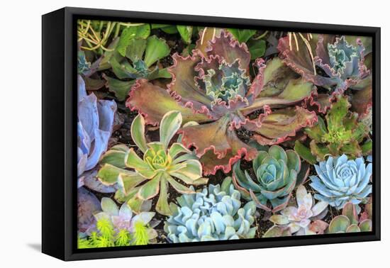 Close-up of succulent plants, San Diego, California, USA.-Stuart Westmorland-Framed Premier Image Canvas