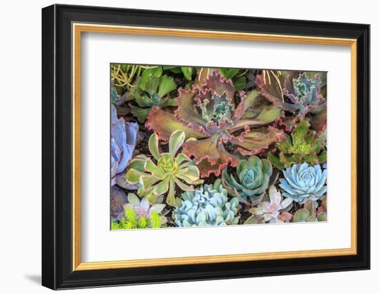 Close-up of succulent plants, San Diego, California, USA.-Stuart Westmorland-Framed Photographic Print