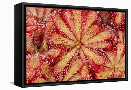 Close-Up of Sundew Plant-DLILLC-Framed Premier Image Canvas