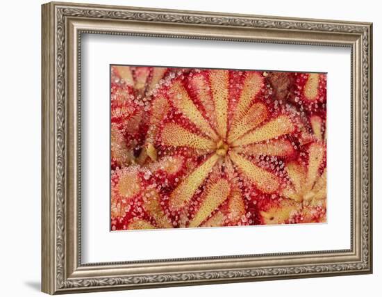 Close-Up of Sundew Plant-DLILLC-Framed Photographic Print