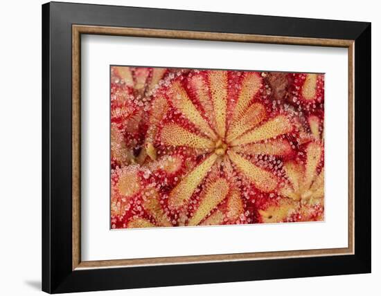 Close-Up of Sundew Plant-DLILLC-Framed Photographic Print