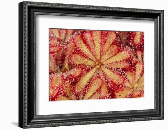 Close-Up of Sundew Plant-DLILLC-Framed Photographic Print