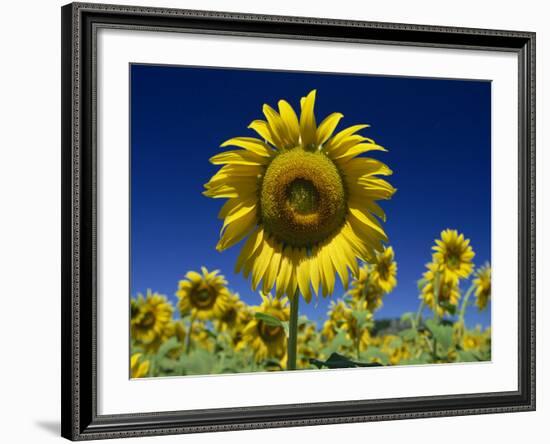 Close-Up of Sunflower in a Field of Flowers in Tuscany, Italy, Europe-Gavin Hellier-Framed Photographic Print