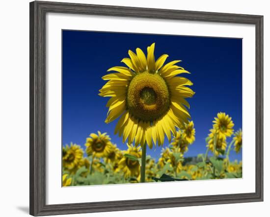 Close-Up of Sunflower in a Field of Flowers in Tuscany, Italy, Europe-Gavin Hellier-Framed Photographic Print