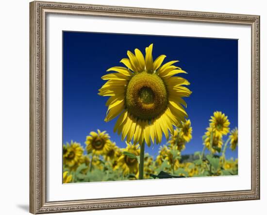 Close-Up of Sunflower in a Field of Flowers in Tuscany, Italy, Europe-Gavin Hellier-Framed Photographic Print