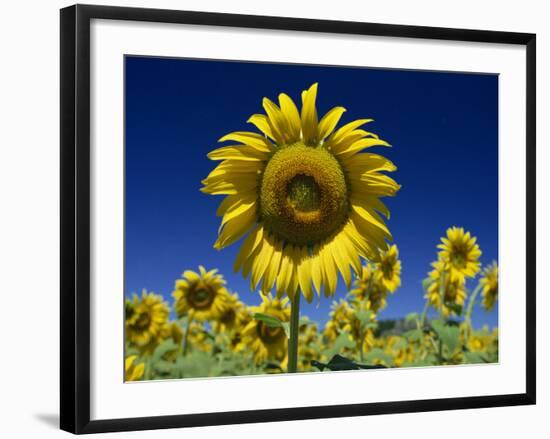 Close-Up of Sunflower in a Field of Flowers in Tuscany, Italy, Europe-Gavin Hellier-Framed Photographic Print