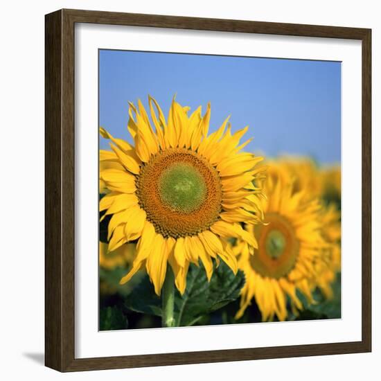 Close-Up of Sunflowers in Italy, Europe-Tony Gervis-Framed Photographic Print