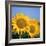 Close-Up of Sunflowers in Italy, Europe-Tony Gervis-Framed Photographic Print