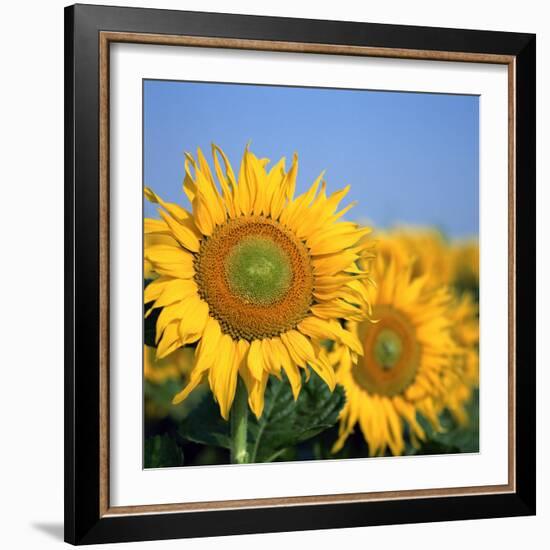 Close-Up of Sunflowers in Italy, Europe-Tony Gervis-Framed Photographic Print