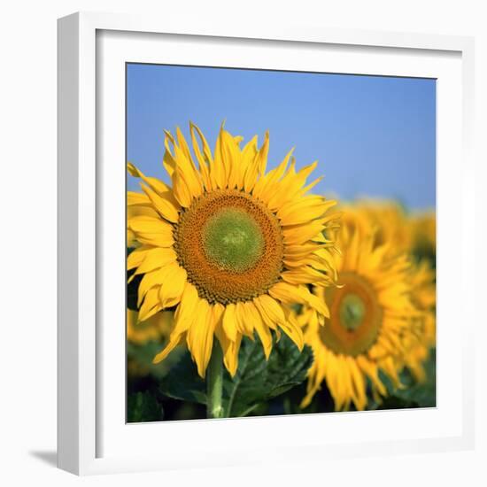 Close-Up of Sunflowers in Italy, Europe-Tony Gervis-Framed Photographic Print