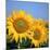 Close-Up of Sunflowers in Italy, Europe-Tony Gervis-Mounted Photographic Print