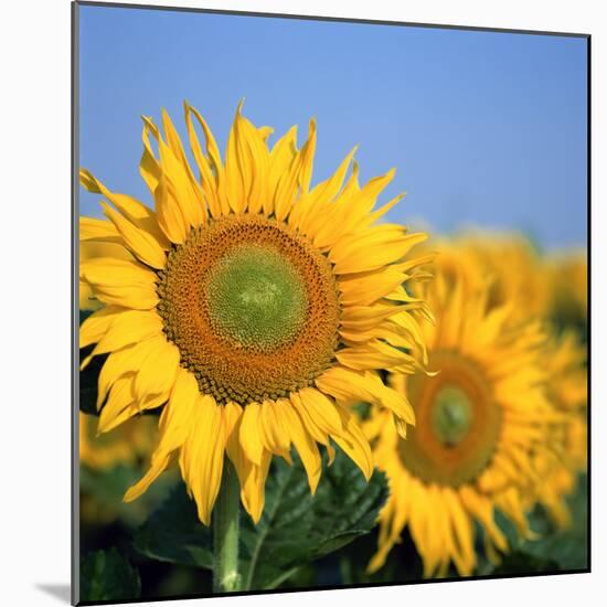 Close-Up of Sunflowers in Italy, Europe-Tony Gervis-Mounted Photographic Print