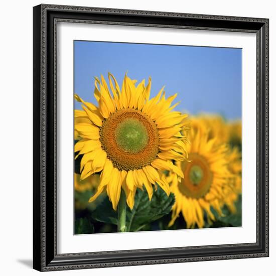 Close-Up of Sunflowers in Italy, Europe-Tony Gervis-Framed Photographic Print