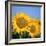 Close-Up of Sunflowers in Italy, Europe-Tony Gervis-Framed Photographic Print