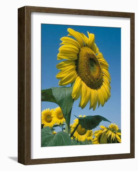 Close-Up of Sunflowers-Adam Woolfitt-Framed Photographic Print