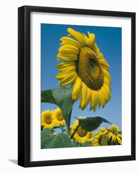 Close-Up of Sunflowers-Adam Woolfitt-Framed Photographic Print