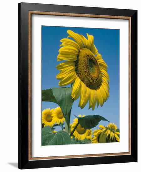 Close-Up of Sunflowers-Adam Woolfitt-Framed Photographic Print