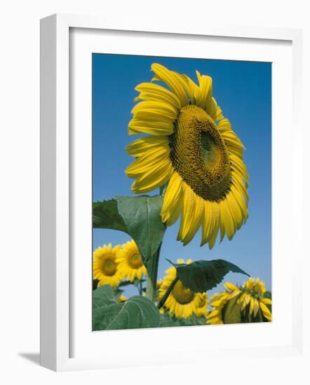 Close-Up of Sunflowers-Adam Woolfitt-Framed Photographic Print