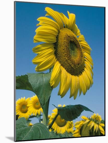 Close-Up of Sunflowers-Adam Woolfitt-Mounted Photographic Print