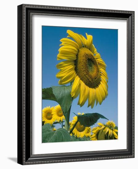 Close-Up of Sunflowers-Adam Woolfitt-Framed Photographic Print