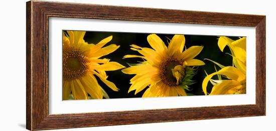 Close-Up of Sunflowers-null-Framed Photographic Print