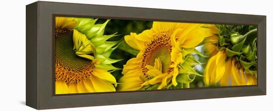 Close-Up of Sunflowers-null-Framed Stretched Canvas