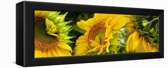 Close-Up of Sunflowers-null-Framed Stretched Canvas