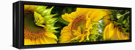 Close-Up of Sunflowers-null-Framed Stretched Canvas