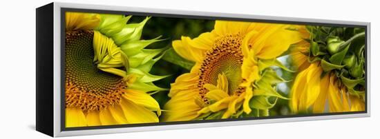 Close-Up of Sunflowers-null-Framed Stretched Canvas