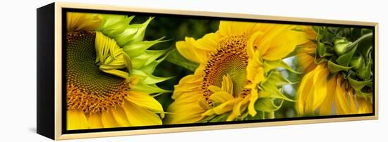 Close-Up of Sunflowers-null-Framed Stretched Canvas