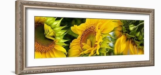 Close-Up of Sunflowers-null-Framed Photographic Print