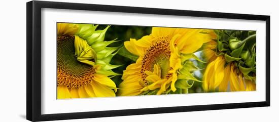 Close-Up of Sunflowers-null-Framed Photographic Print